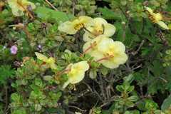 Rhododendron lepidotum